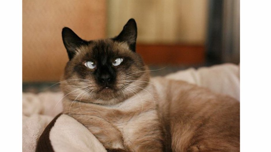 Сиамский кот косоглазый