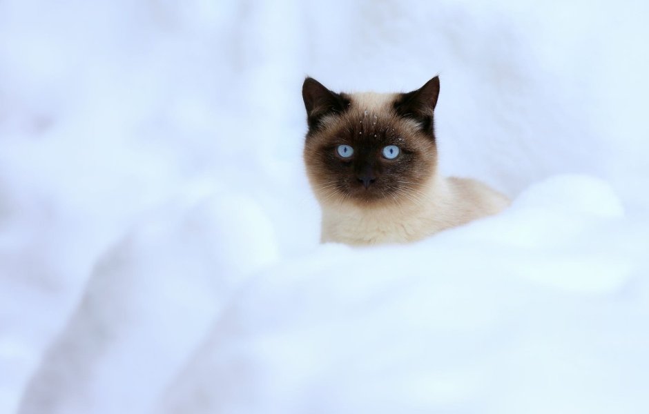 Белый сиамский кот