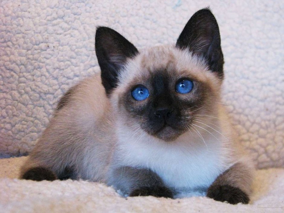 Сиамская кошка черная