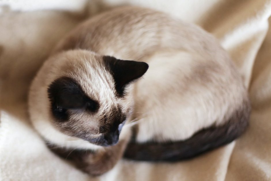 Тайская кошка