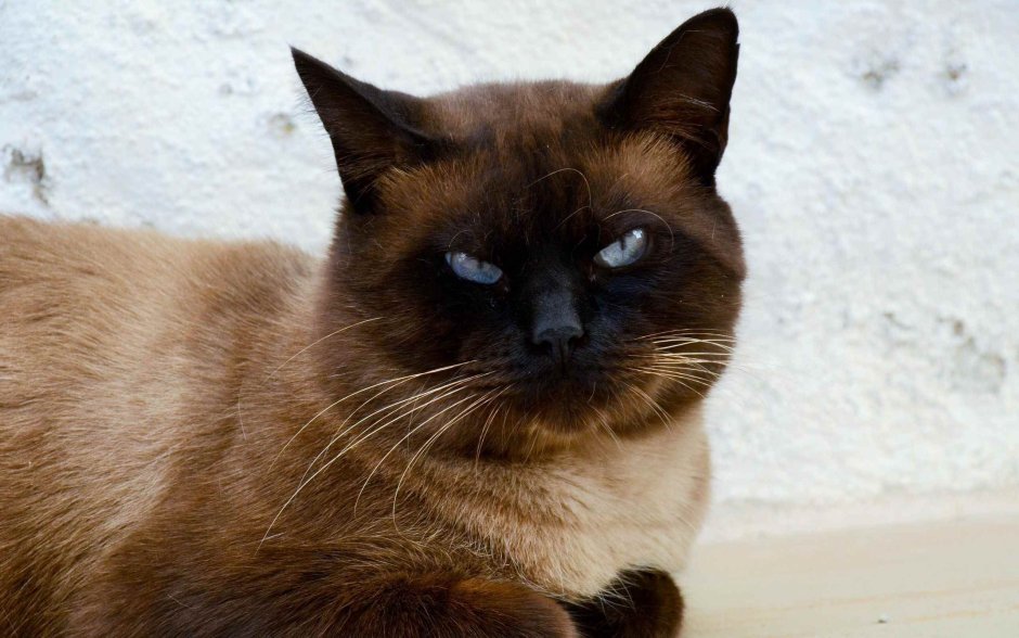Сиамская кошка тайская и гималайская