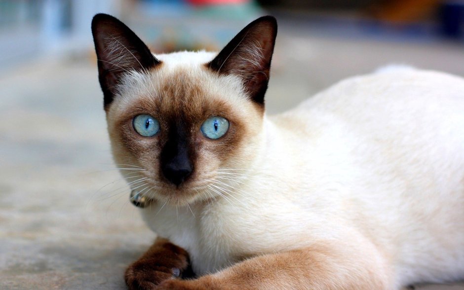 Коричневые сиамские коты