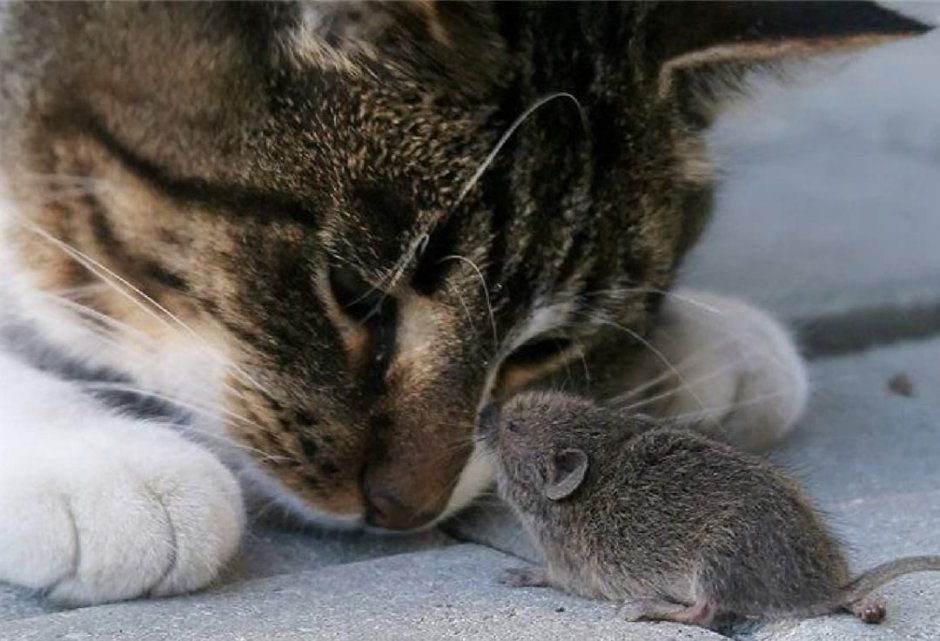 Кот Миша