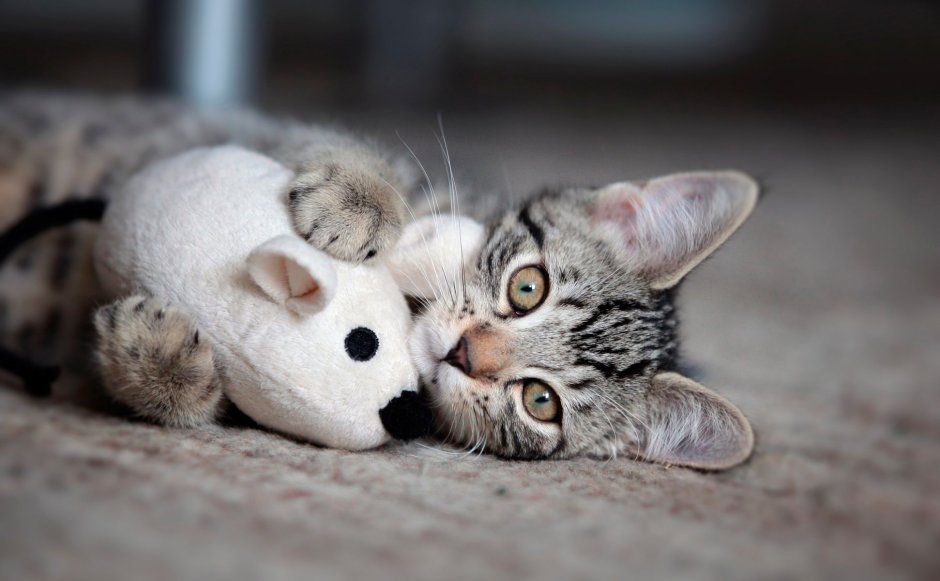 Милые коты