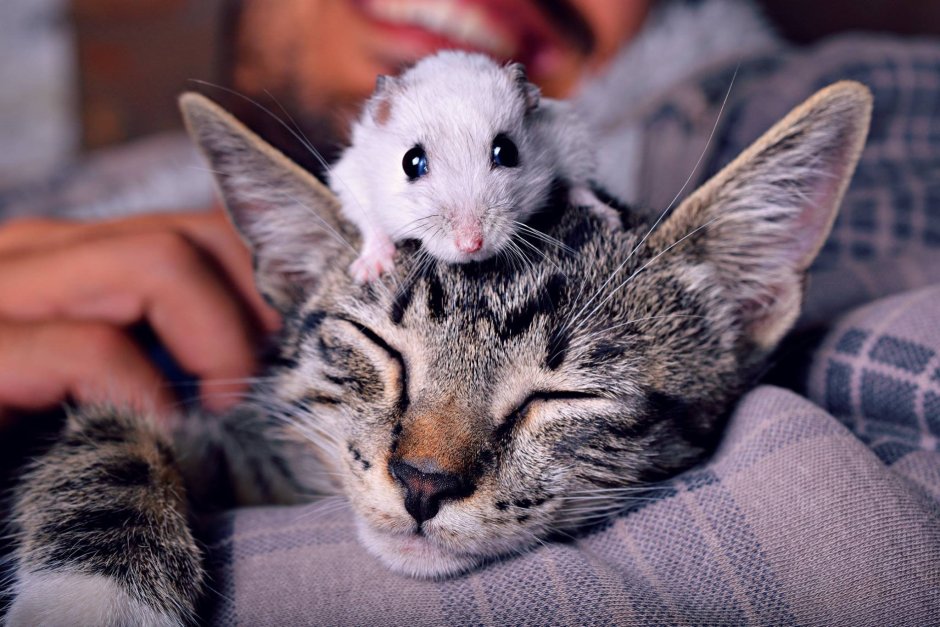 Кот с мышью на голове