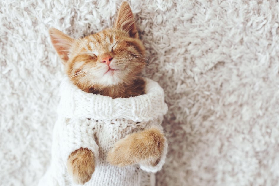Уютные коты