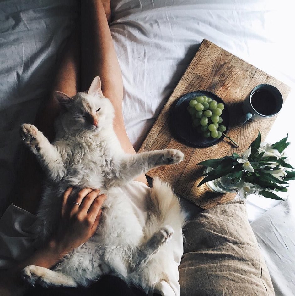 Фотосессия с котом