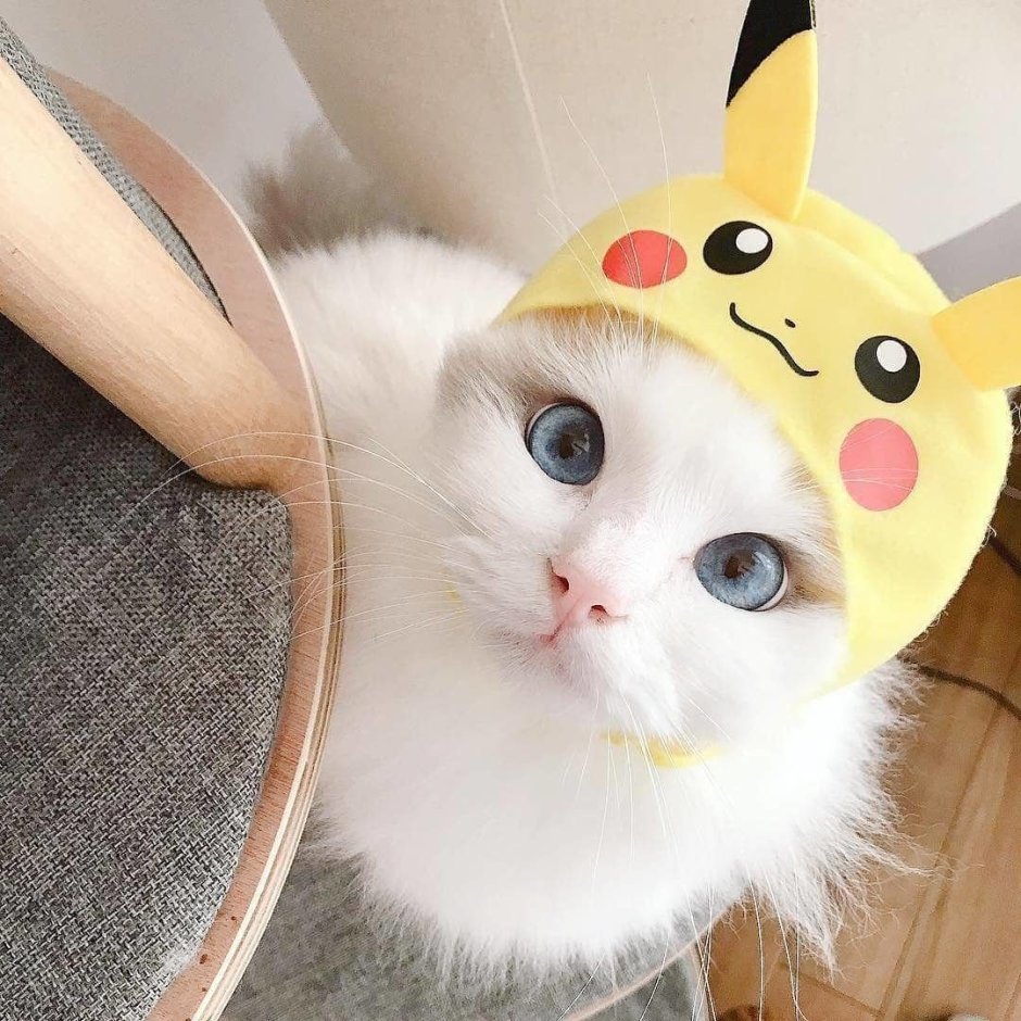 Няшная кошечка