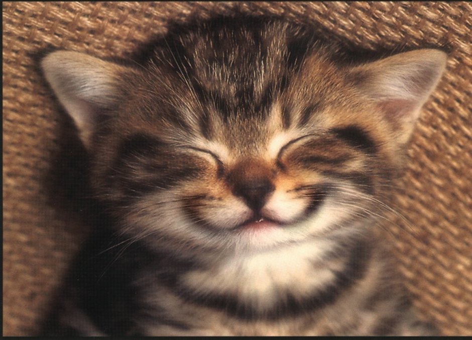 Японский фон коты