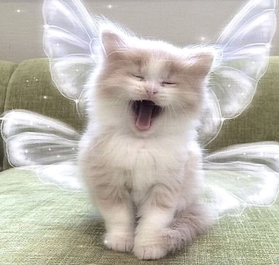 Забавные котята