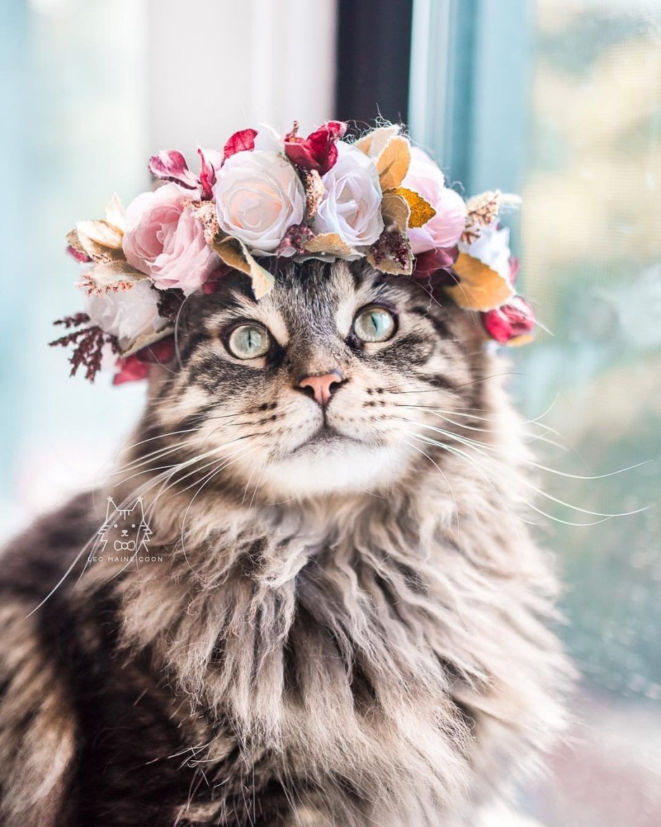 Котики Эстетика