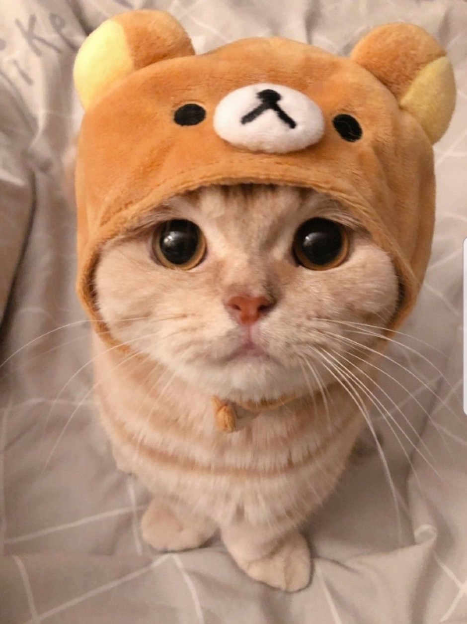 Кот в шапке
