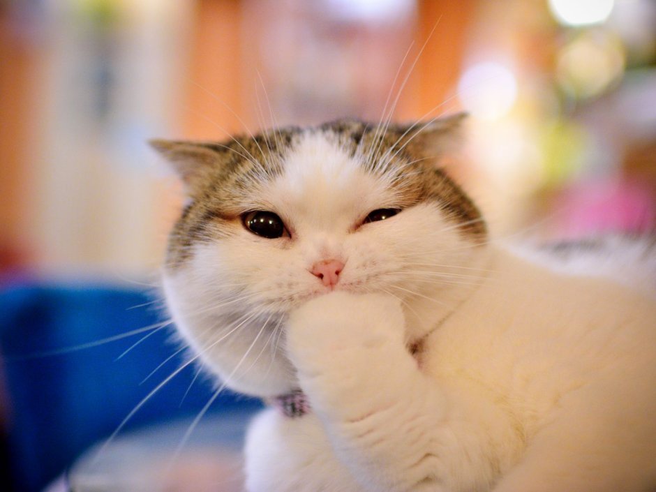 Кот иллюстрация