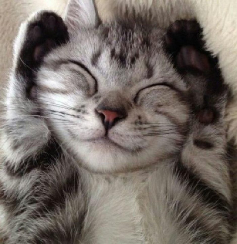 Котенок улыбается