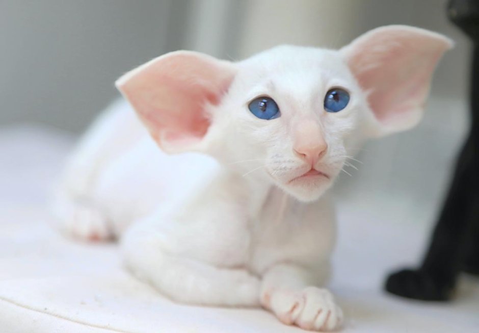 Редкие кошки