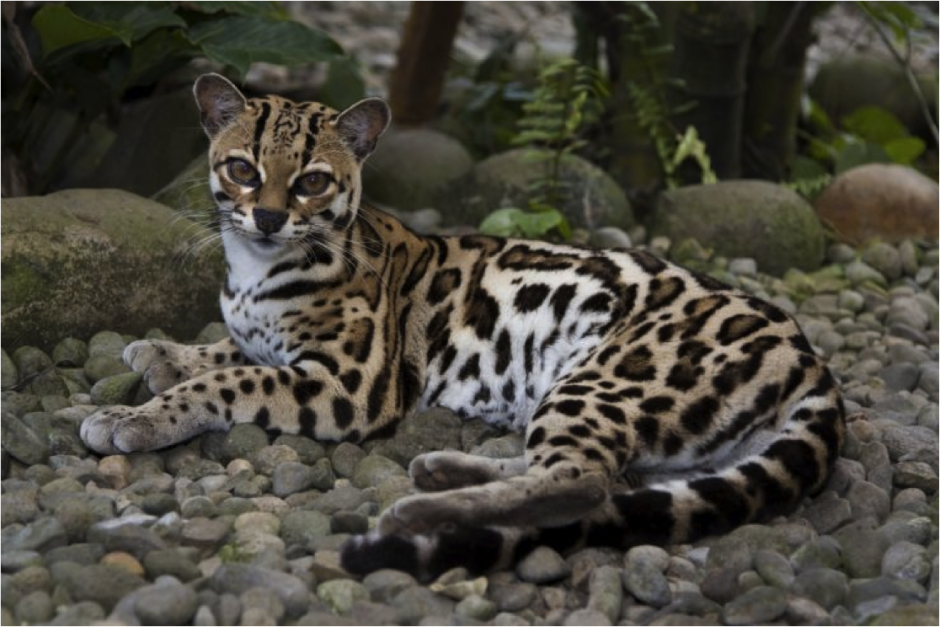 Кот Маргай