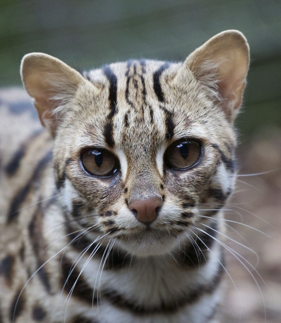 Prionailurus bengalensis