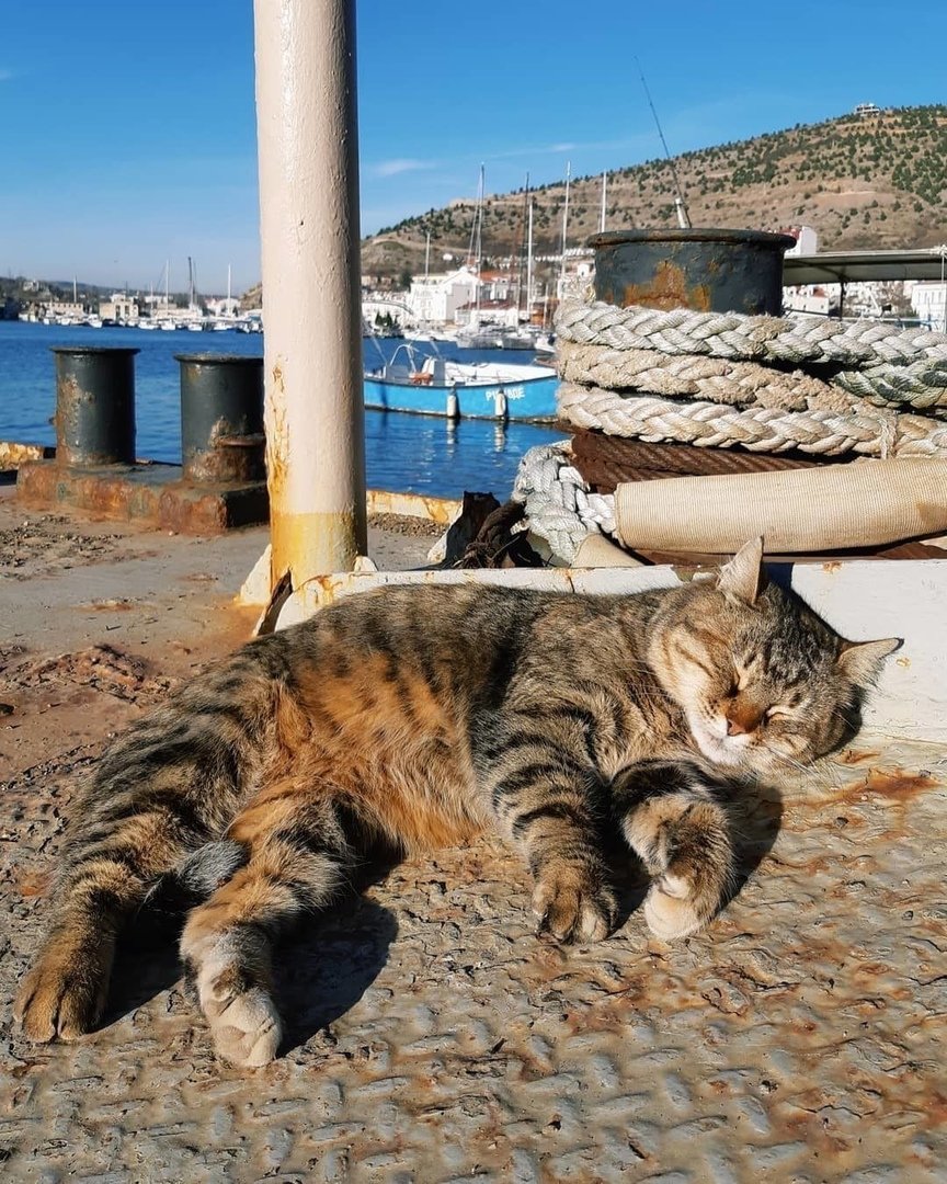 Ялтинские коты