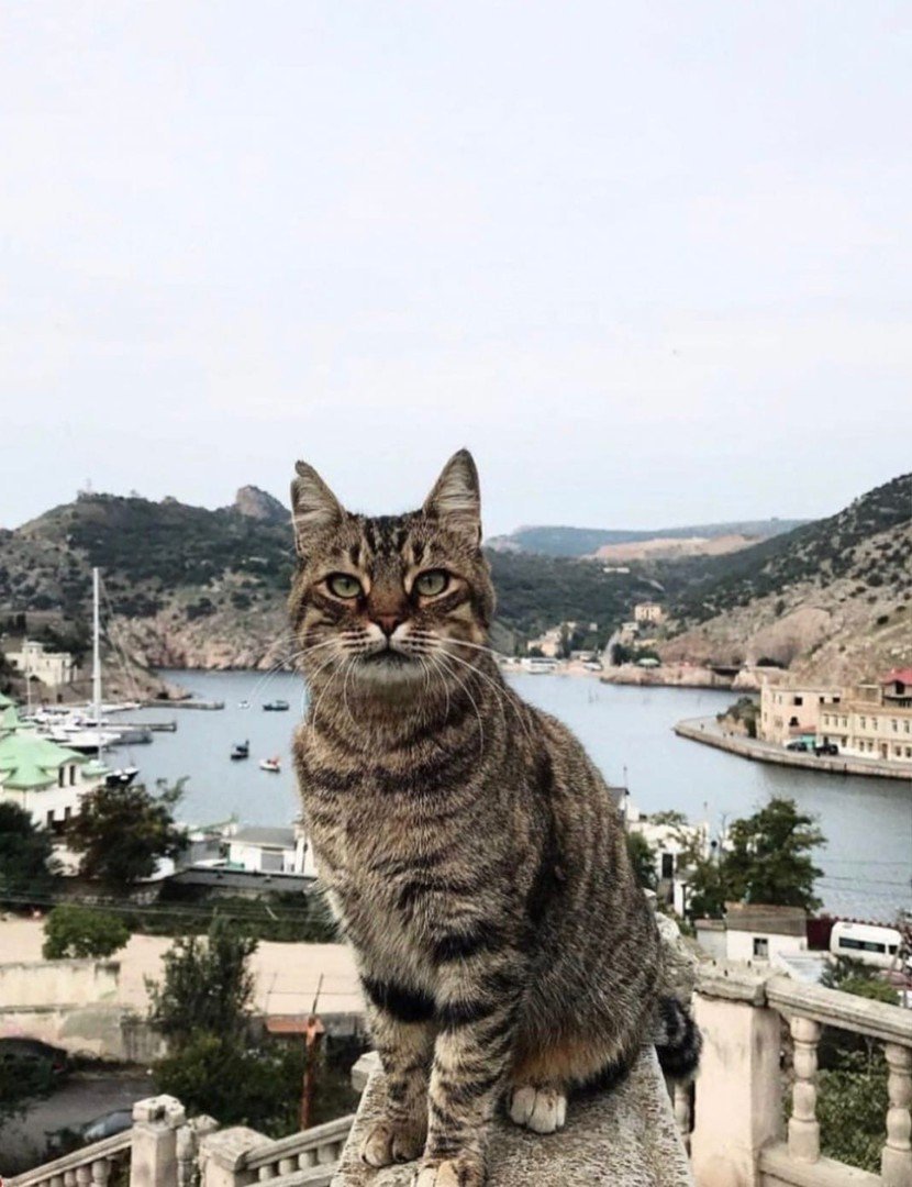 Севастополь Балаклава кошка