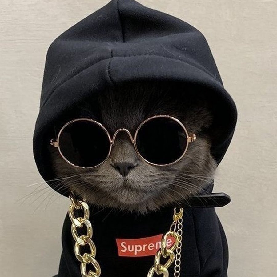 Крутые коты