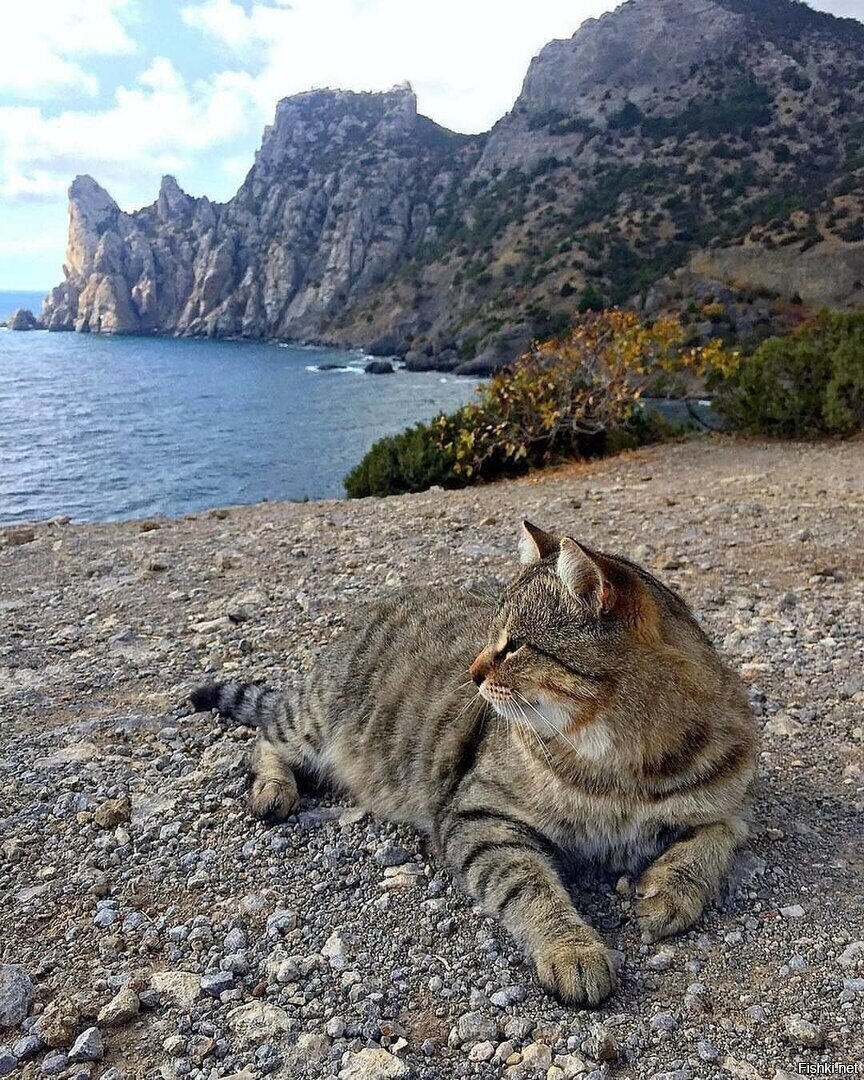 Селкирк рекс