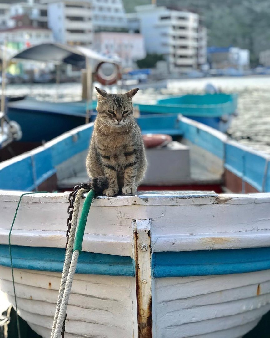 Севастопольские коты