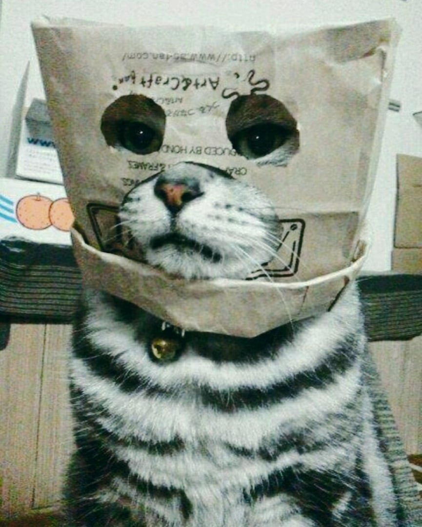 Кот в пакете