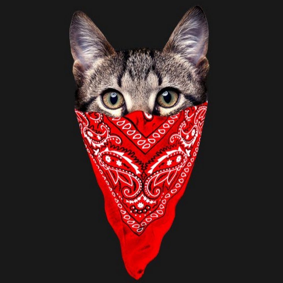 Кот в бандане