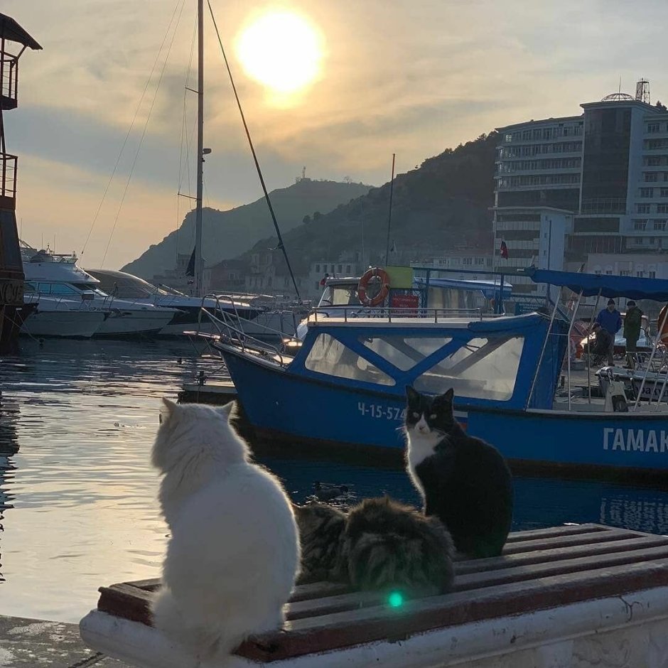 Балаклавский кот Севастополь