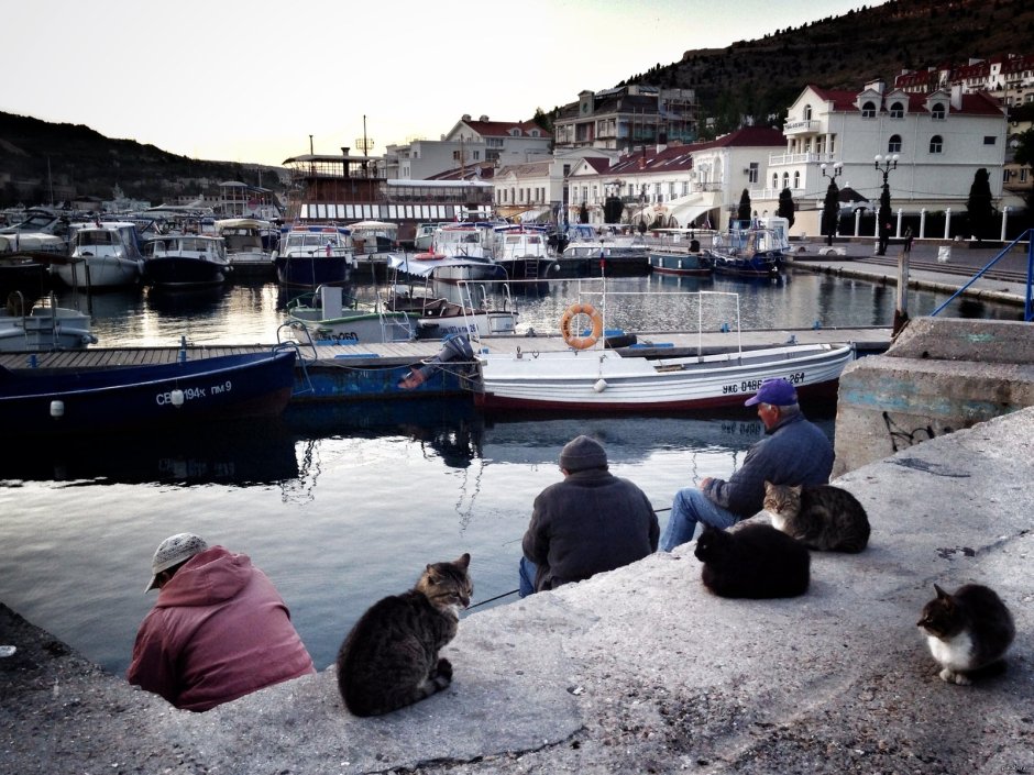 Балаклава Крым коты