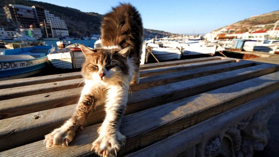 Балаклава Крым кот