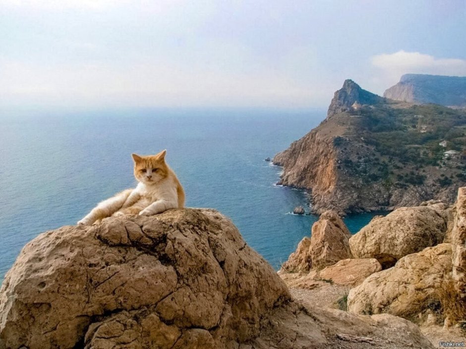 Кот на берегу моря