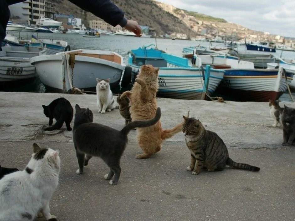 Севастополь Балаклава кошка