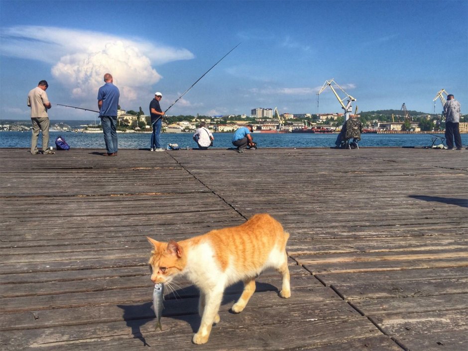 Севастополь коты на Графской Пристани