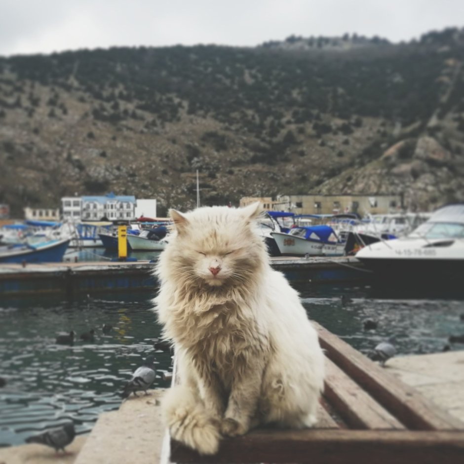 Котик в Балаклаве