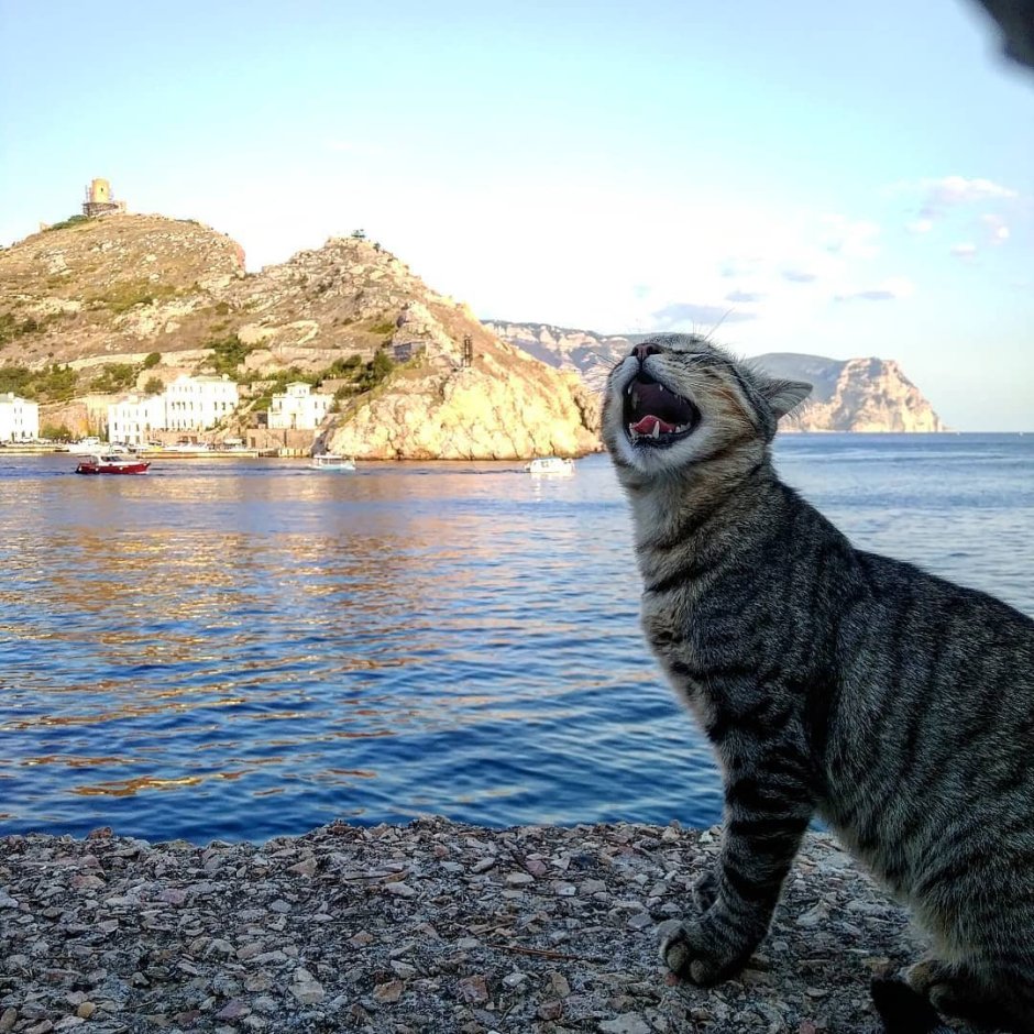 Кот в Балаклаве