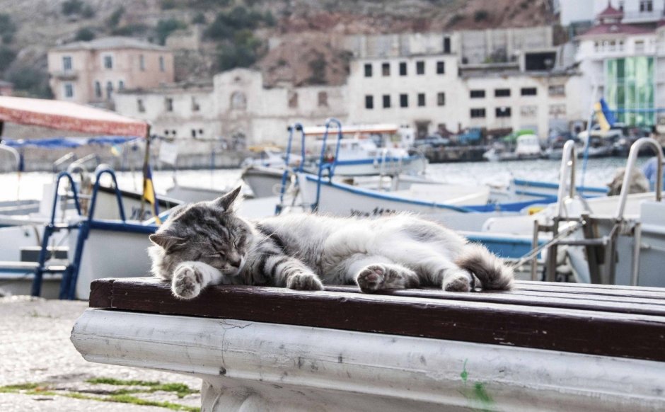 Кошки Крым Балаклава