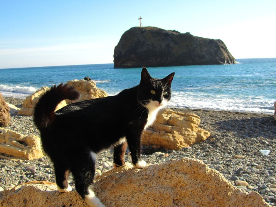Черный кот на море