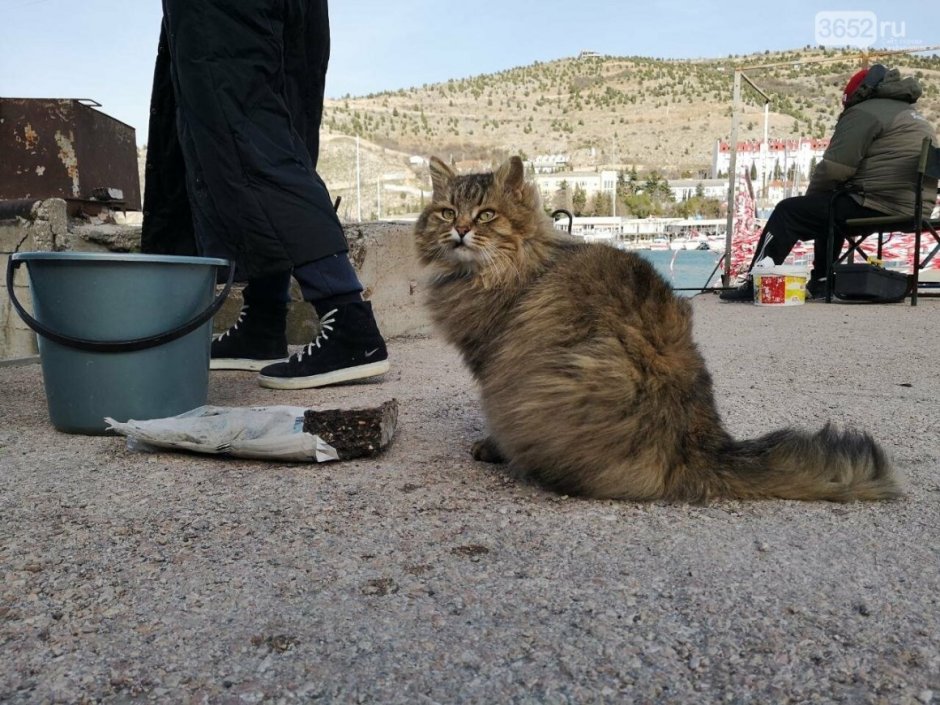 Балаклава Крым кот