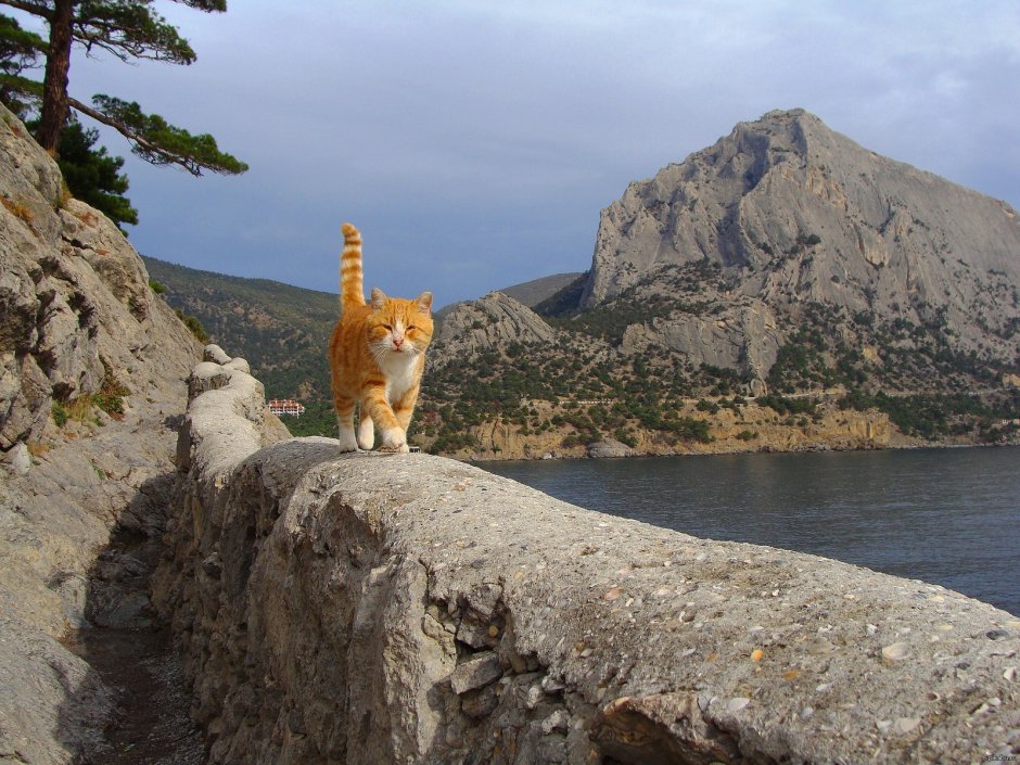Новый свет Крым гора кошка