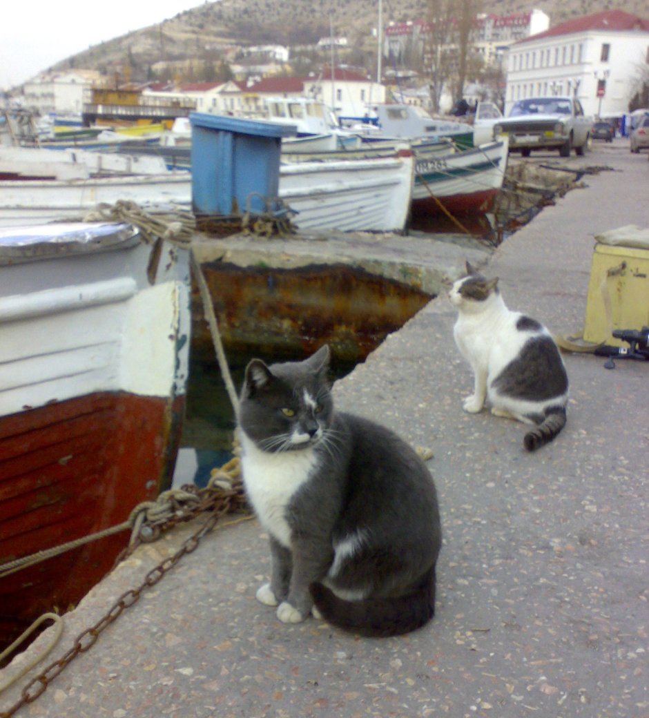 Балаклава для котов