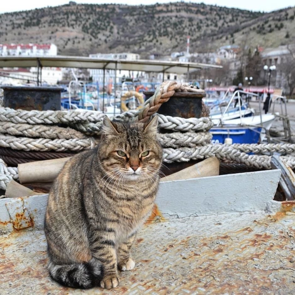 Коты в Балаклаве