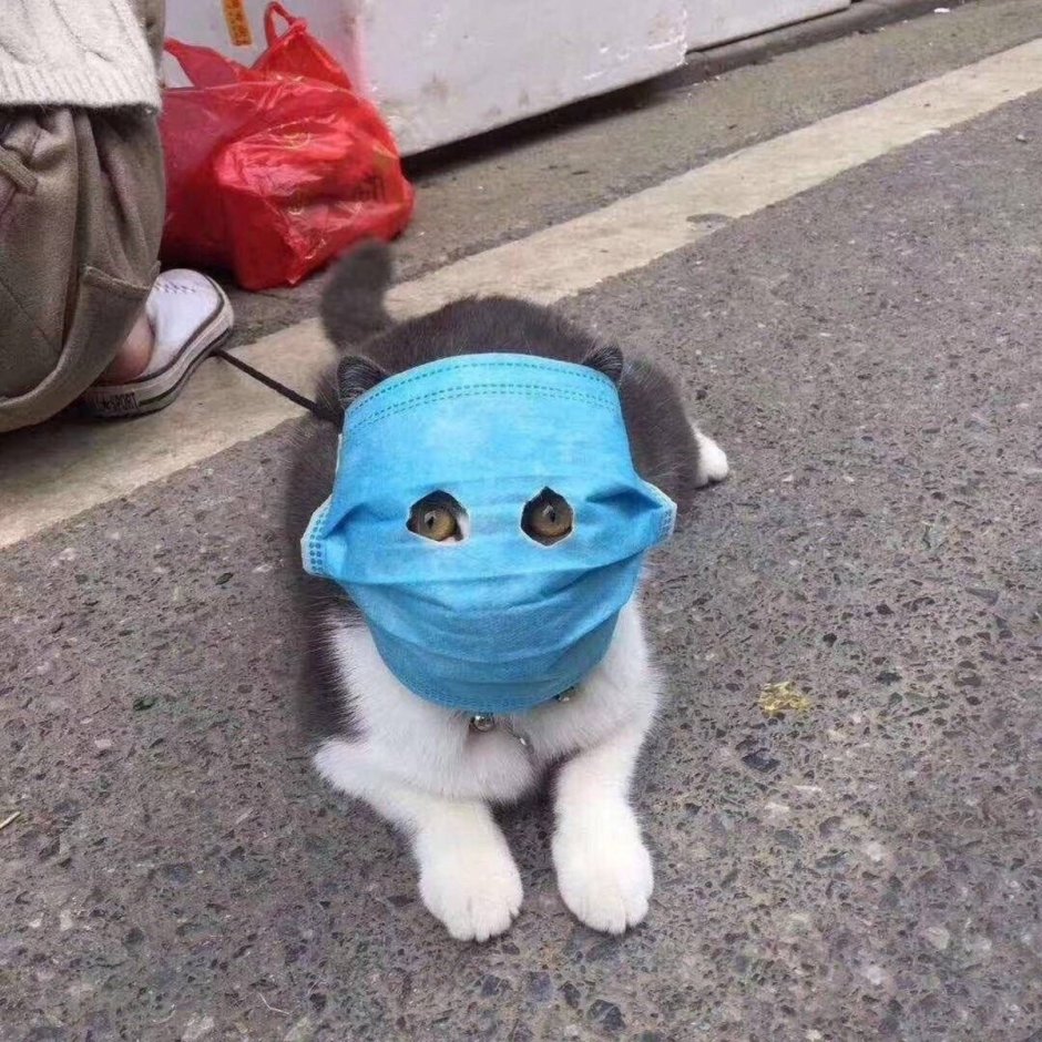 Кот в медицинской маске
