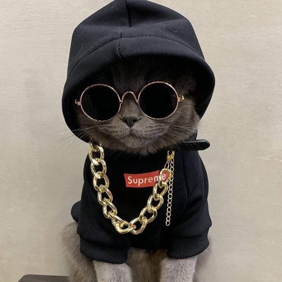 Крутой кот в одежде