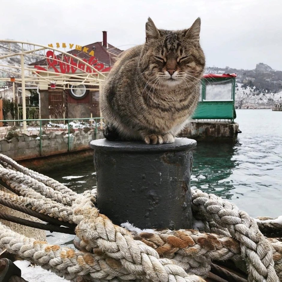 Балаклава Крым кот