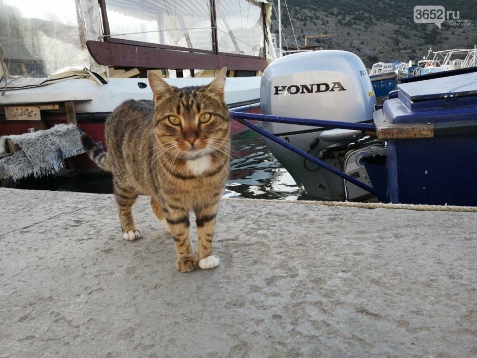 Кот в Балаклаве