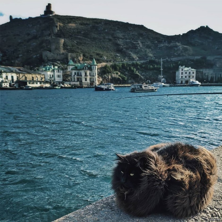 Балаклава кошка