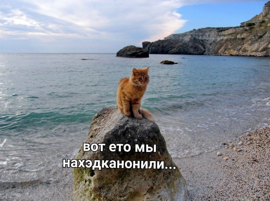 Кот на море