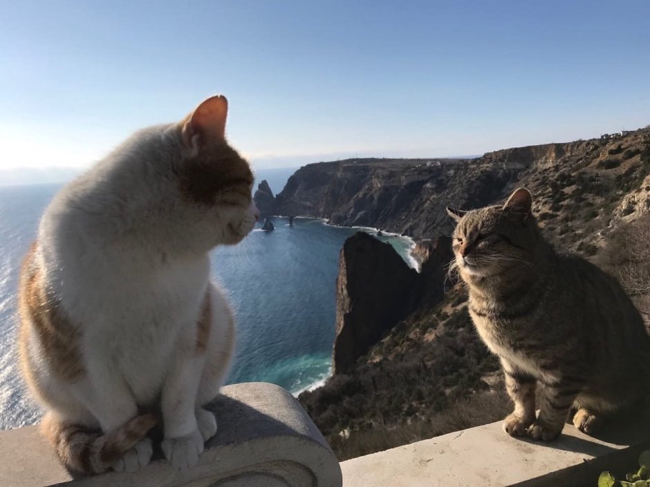 Черный кот в Гурзуфе