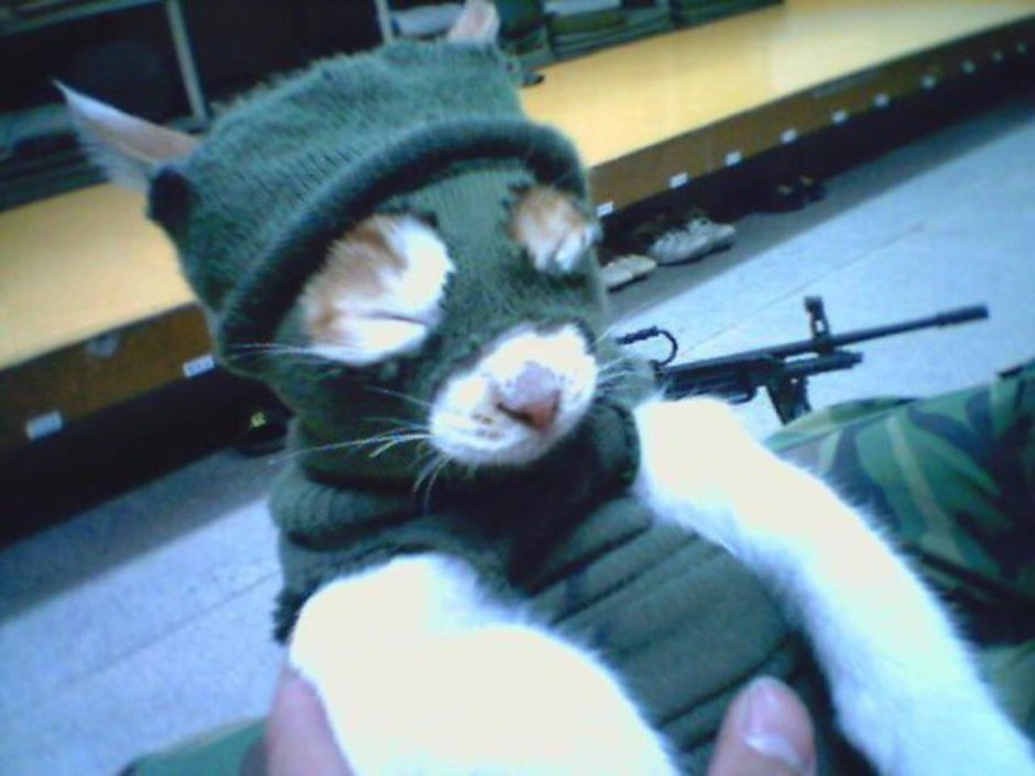 Кот в маске бандита